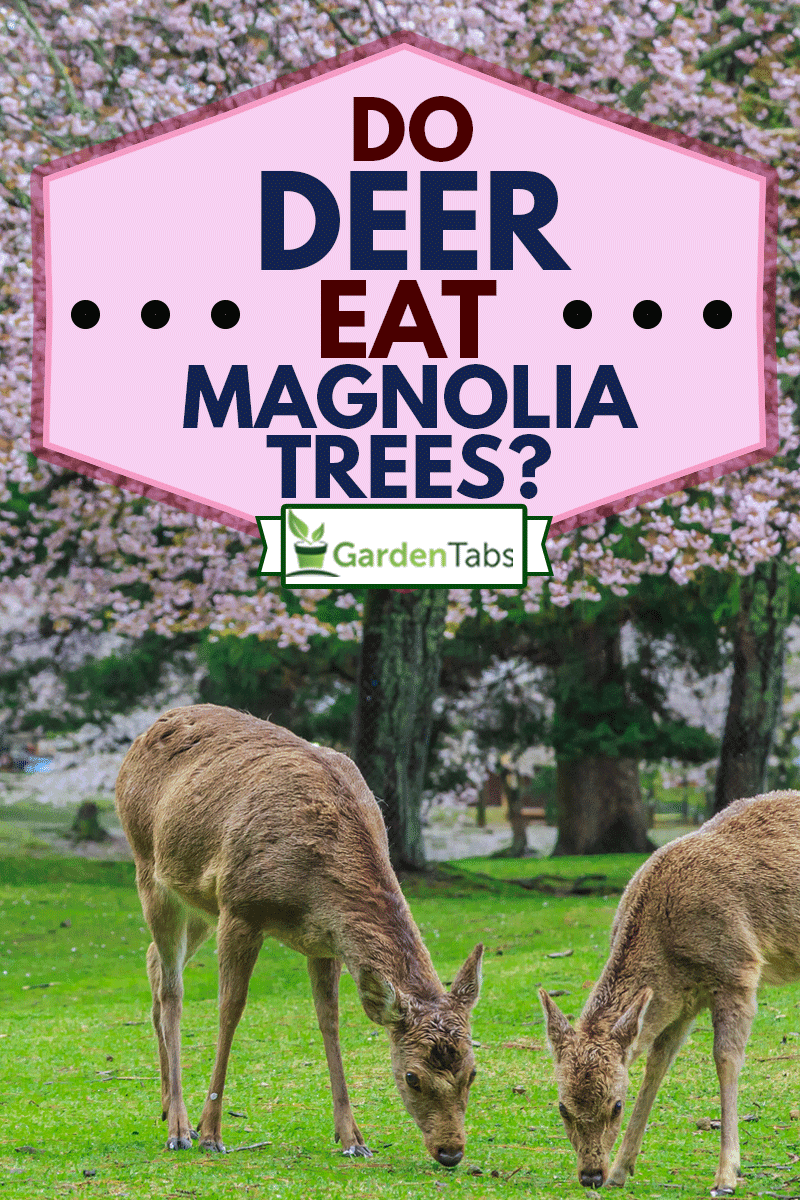 Will Deer Eat Magnolia Trees – Protecting Your Garden