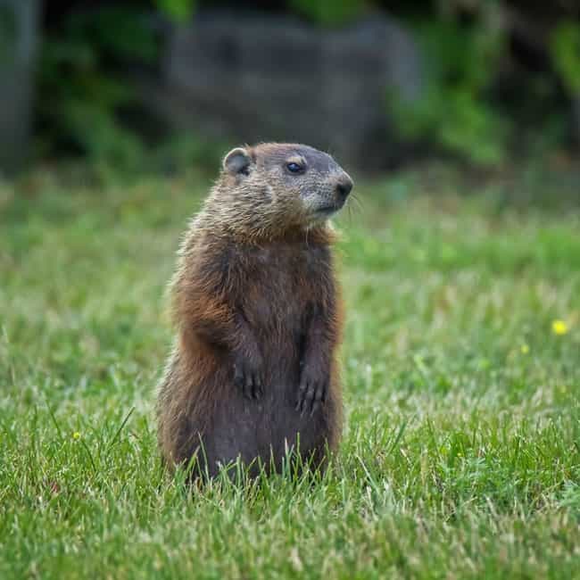 Do Groundhogs Eat Hostas – How to Keep Pests Away