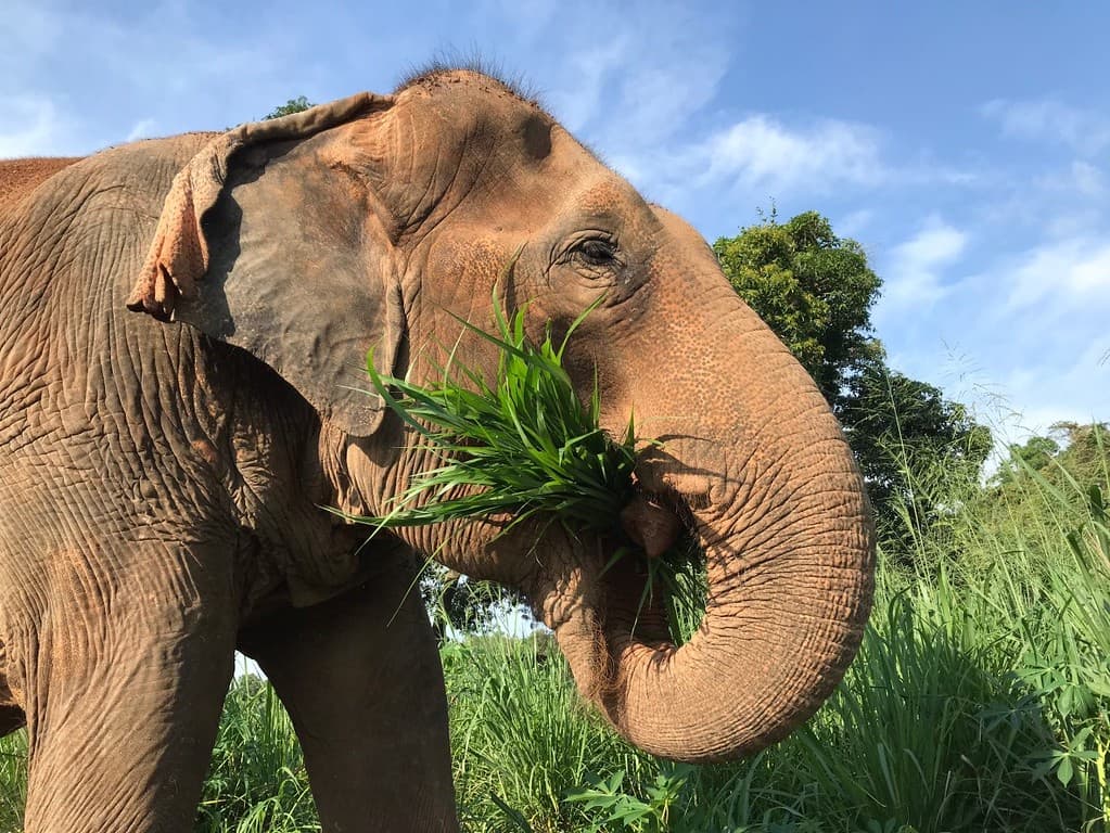 Phi Phi Island Elephant Sanctuary: A Responsible Wildlife Experience