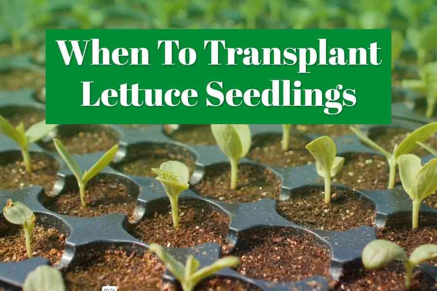 When to Transplant Lettuce Seedlings for the Best Growth