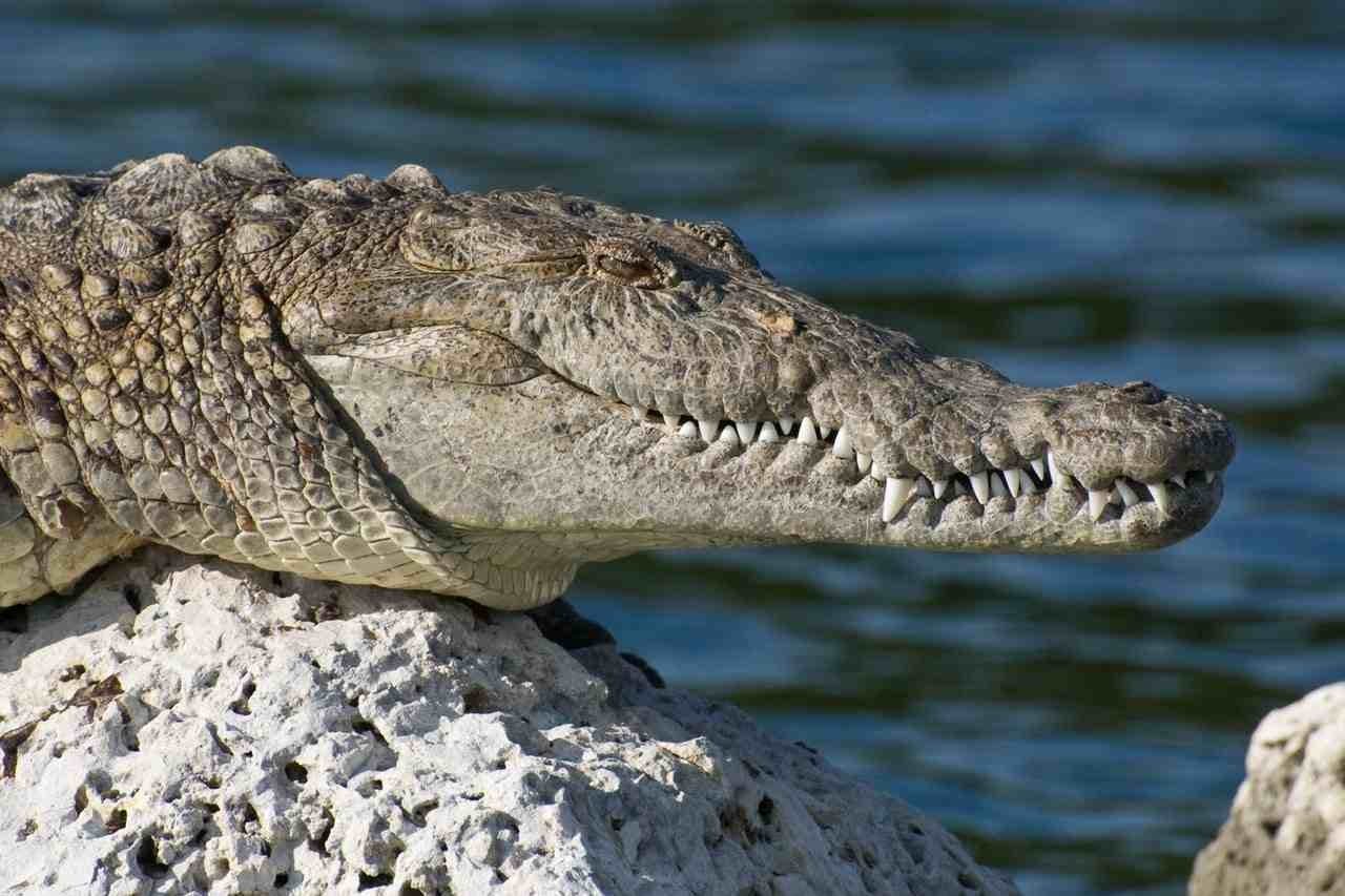Which Animal Has the Strongest Bite – The Most Powerful Jaws in Nature