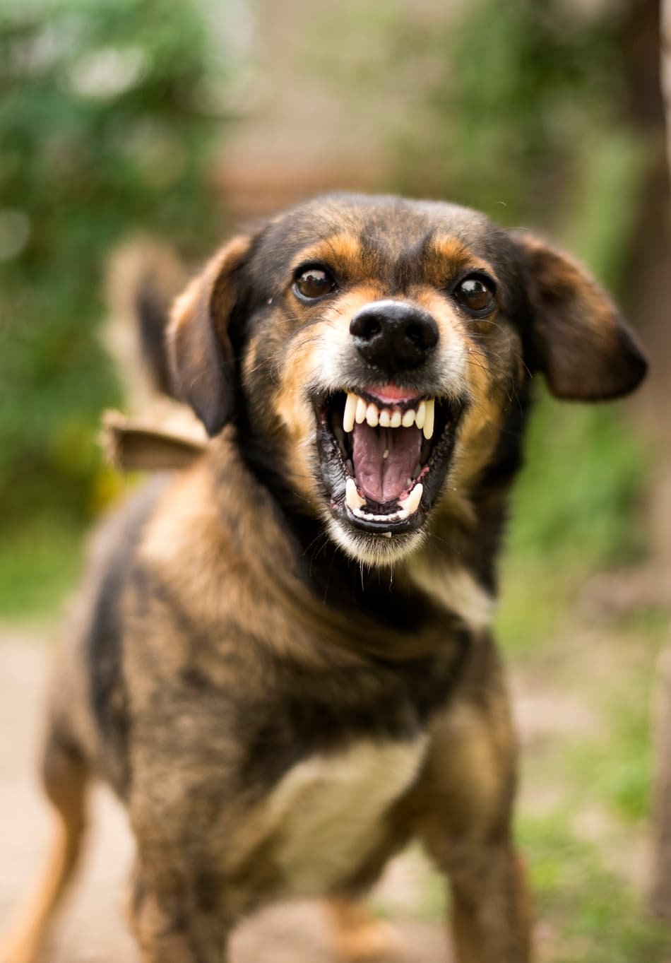 Dream Meaning of Dog Bite