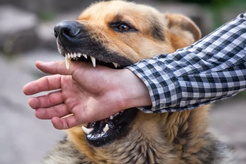 Dream Meaning of Dog Attacking Me