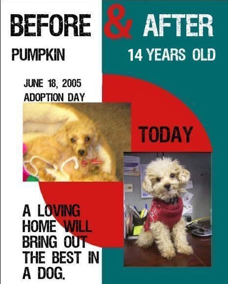 Dream Meaning of Big Gash Across Chest