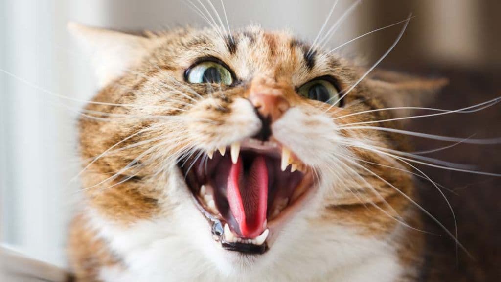 Dream Meaning of Being Attacked By A Cat
