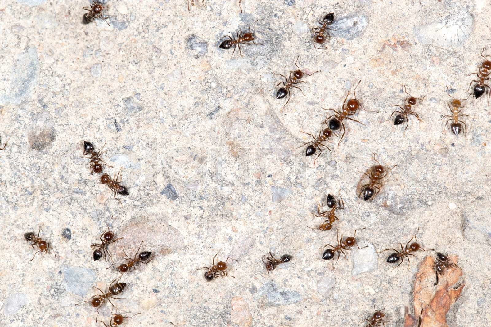 Dream Meaning of Ants On The Wall