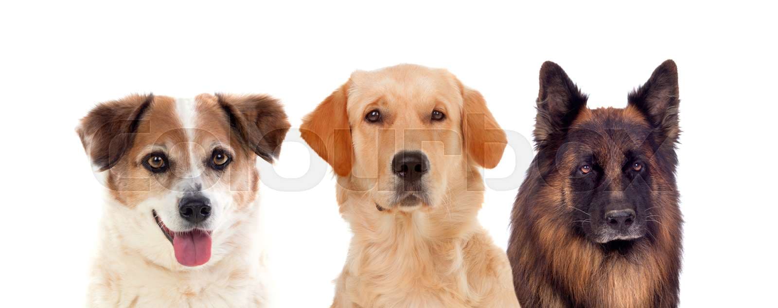 Dream Meaning of 3 dogs