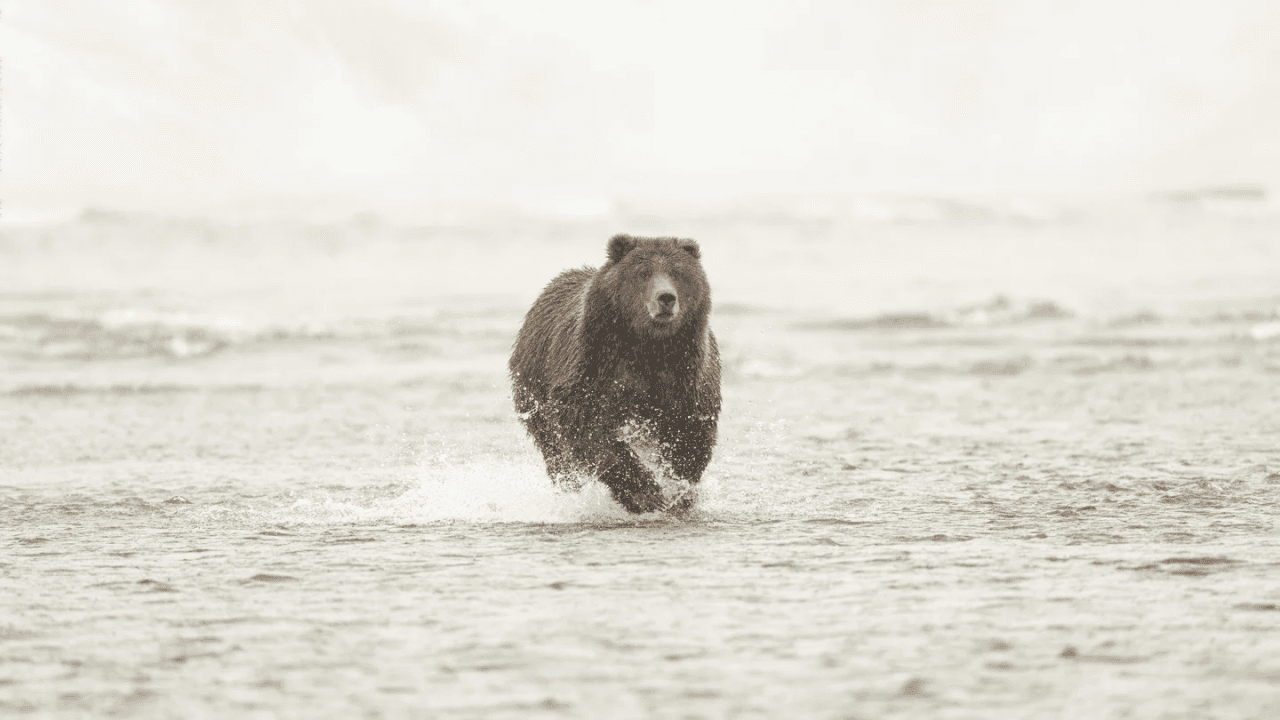 Dream Meaning of Being Chased By A Bear