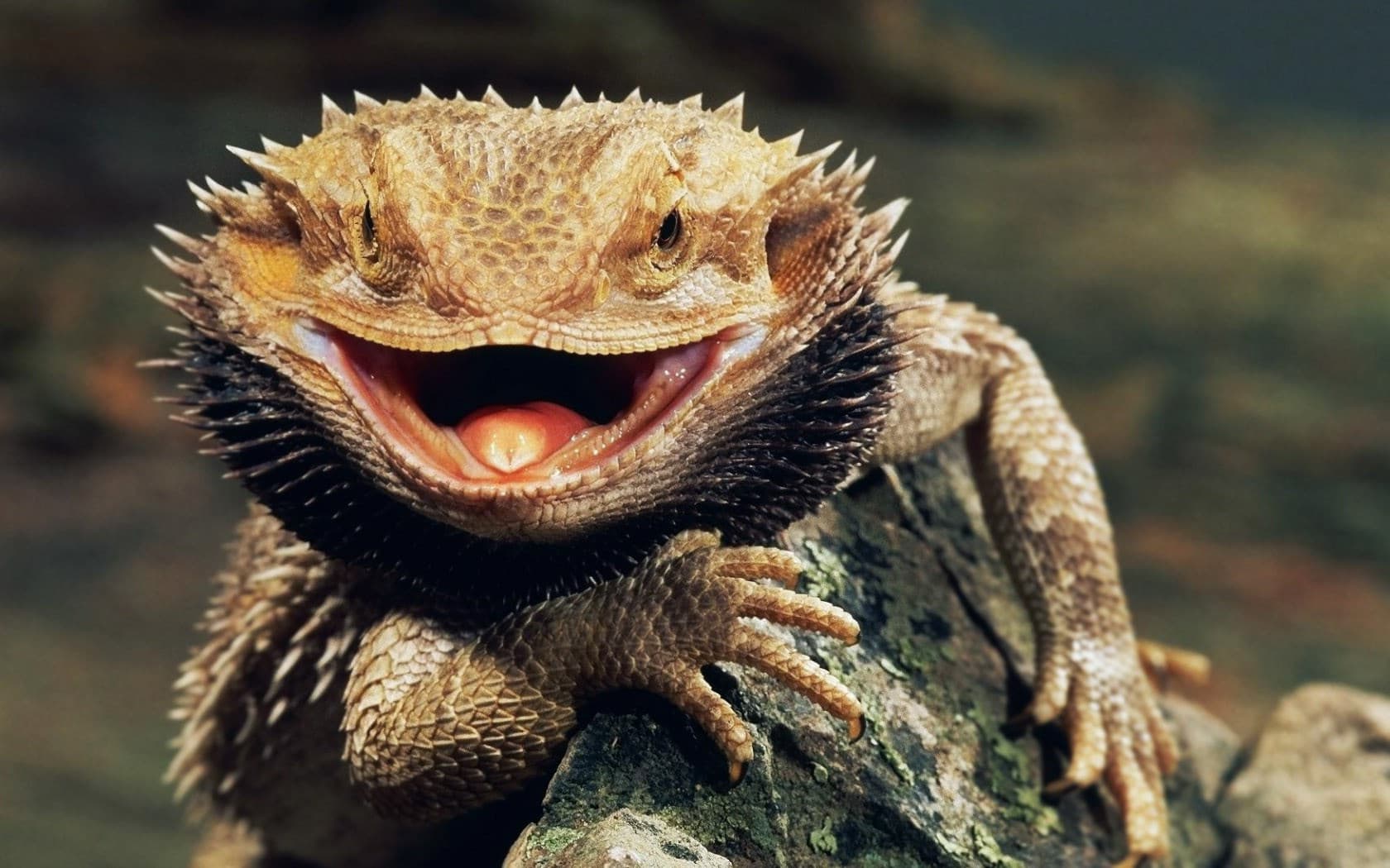 Dream Meaning of Dragon Lizard