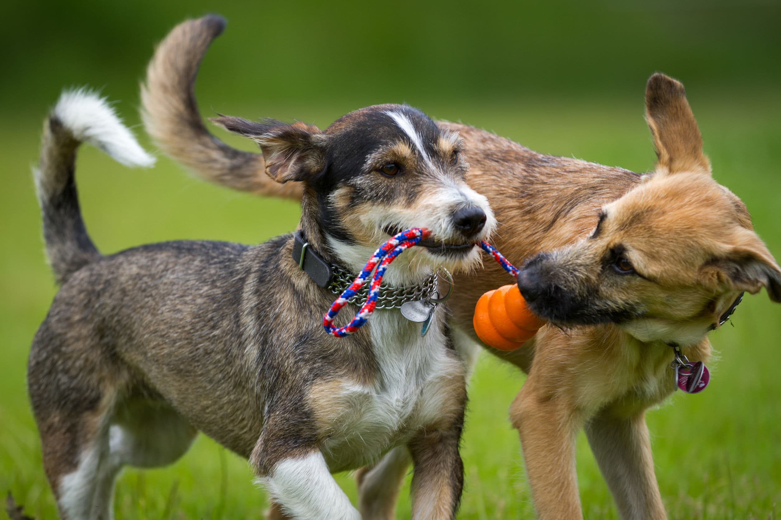 Dream Meaning of Dogs Playing