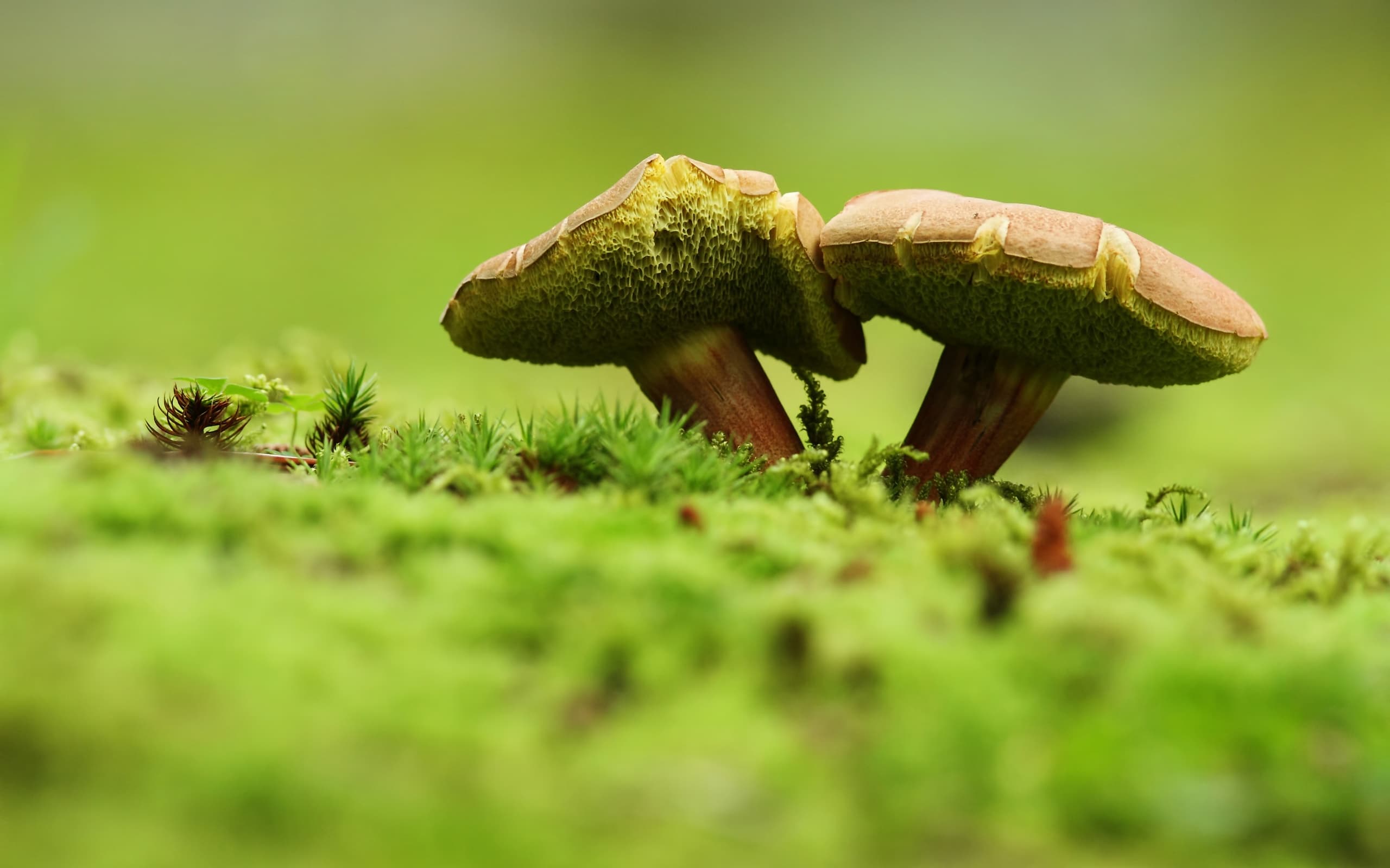 Dream Meaning of 2 mushrooms