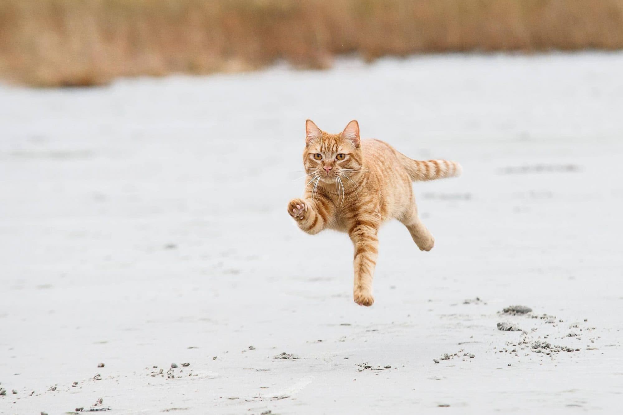 Dream Meaning of A Cat Running Away