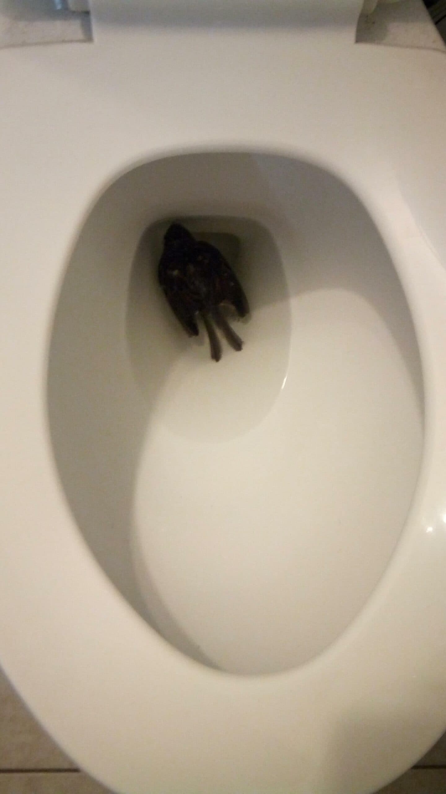 Dream Meaning of Dead Bird In A Toilet