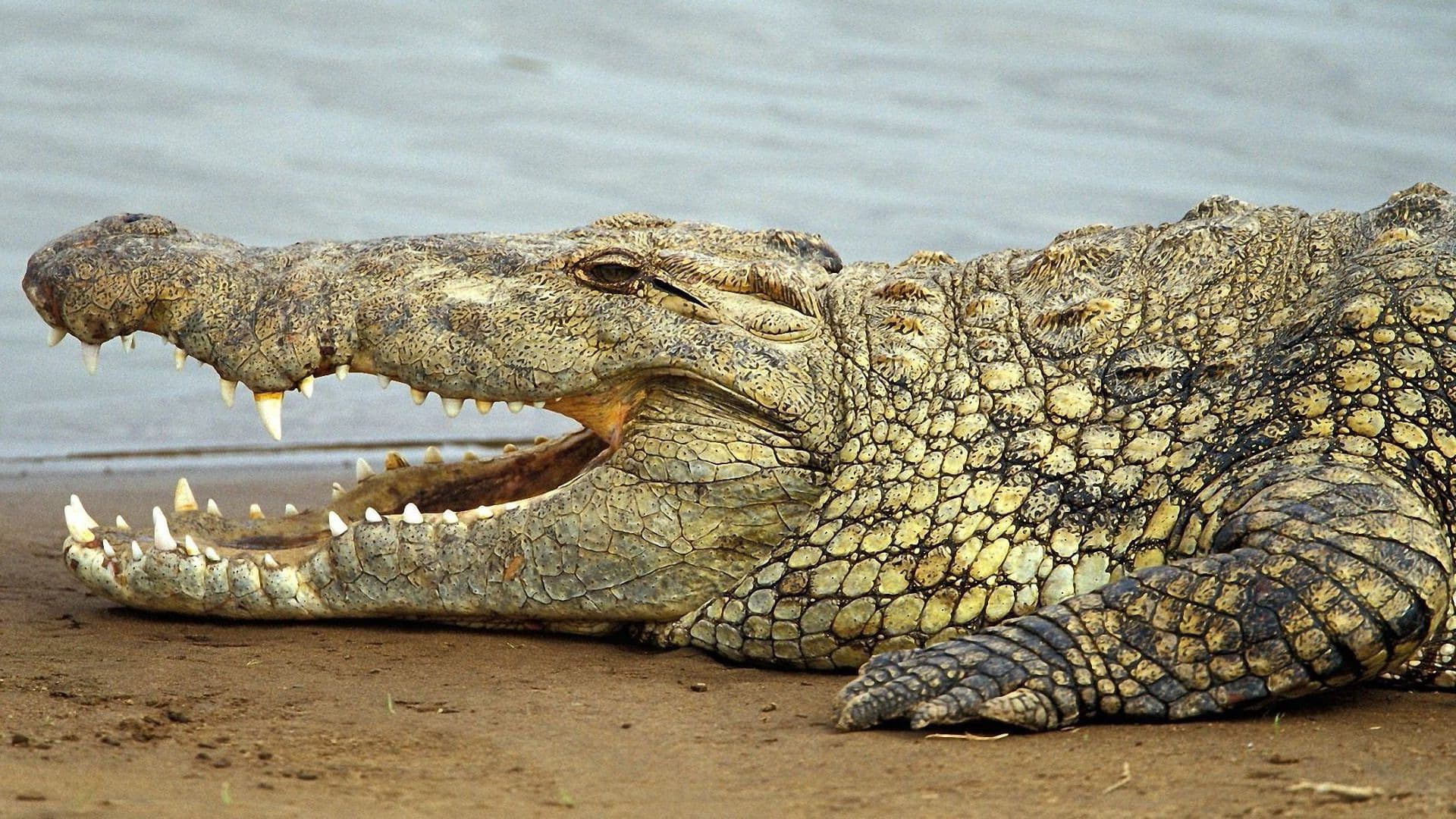 Dream Meaning of Alligator