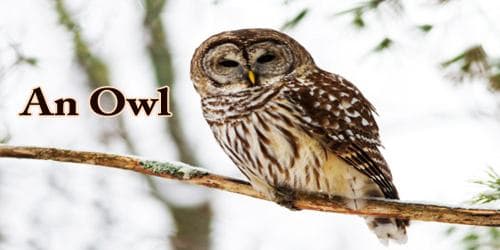 Dream Meaning of An Owl