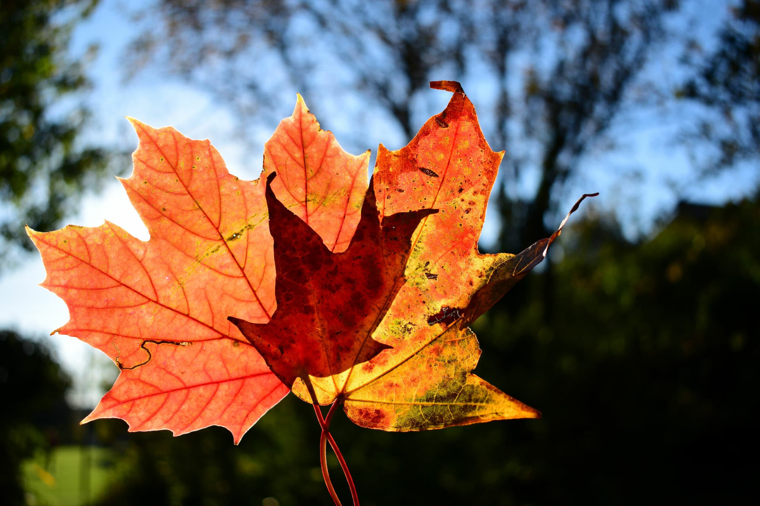 Dream Meaning of Autumn