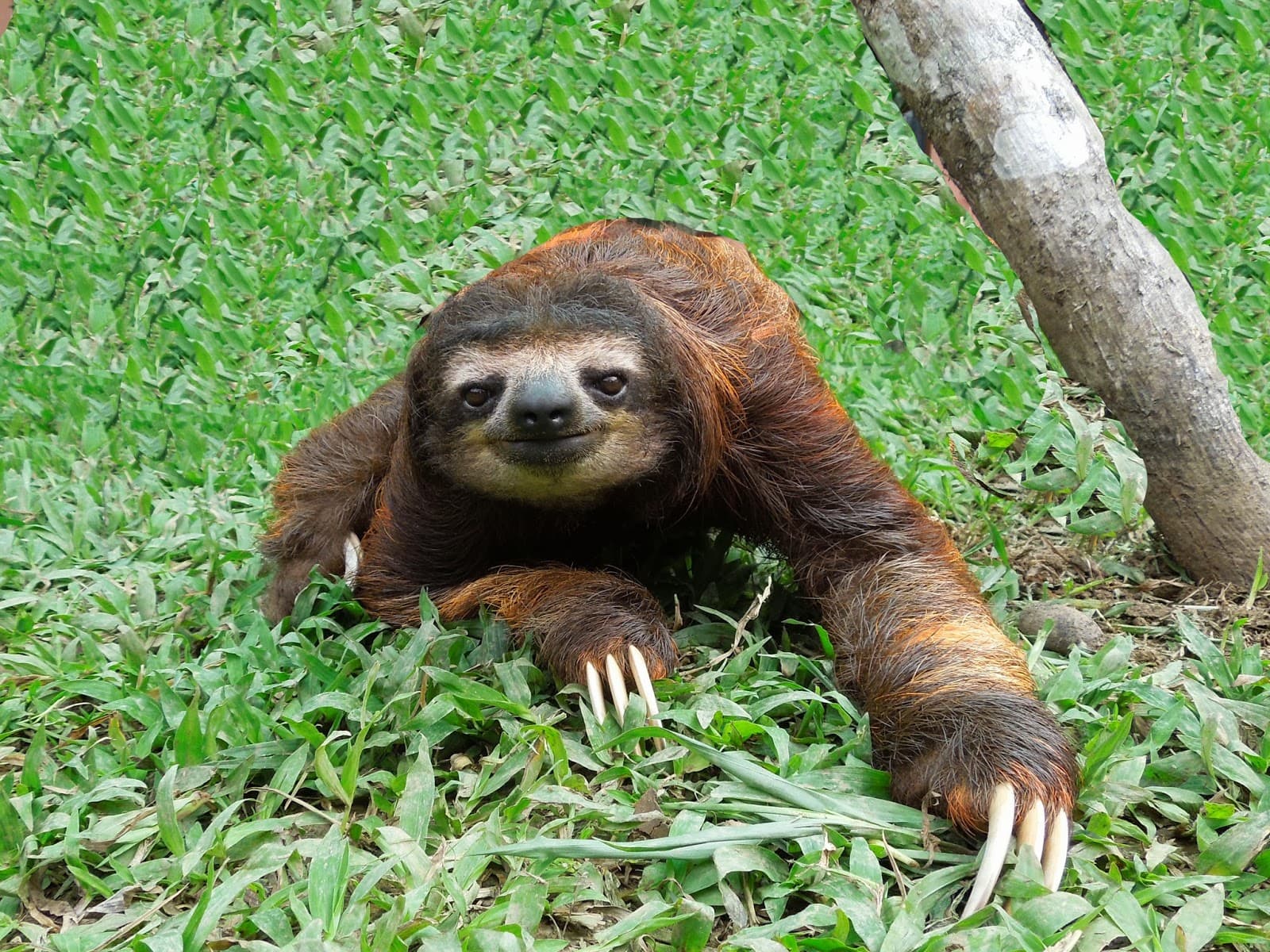 Dream Meaning of A Sloth
