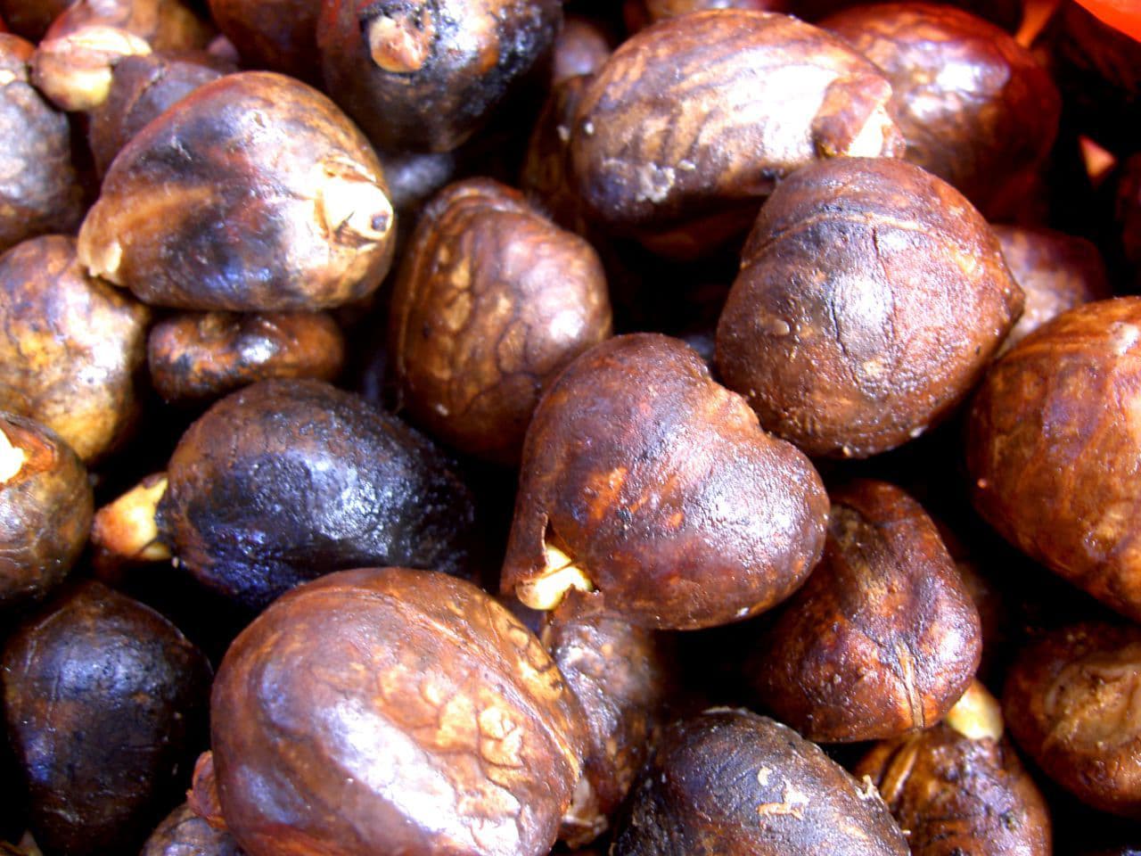 Dream Meaning of Breadfruit Seed