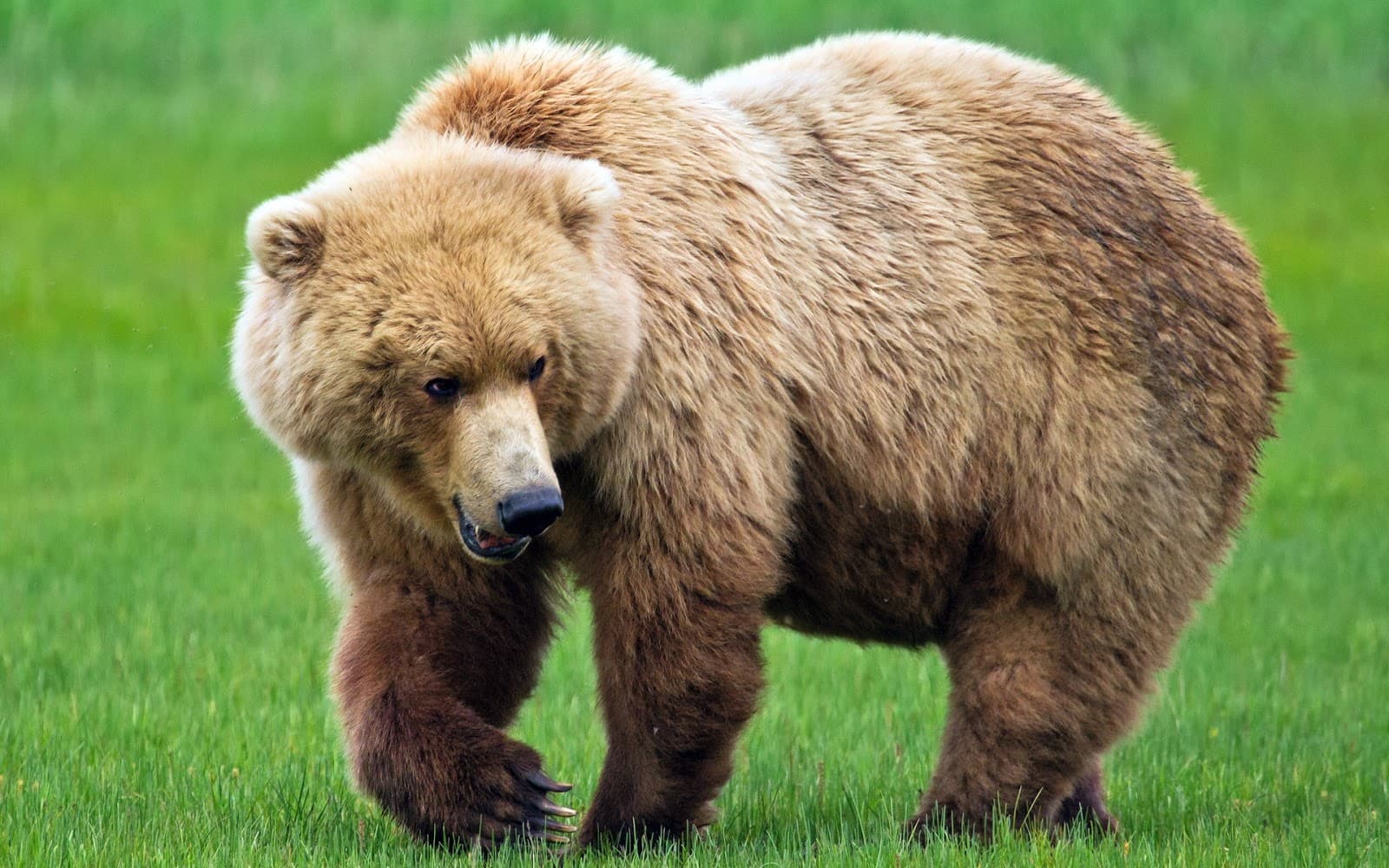 Dream Meaning of Bears
