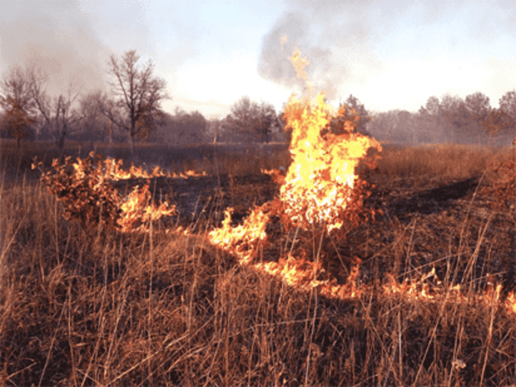 Dream Meaning of Bush Burning
