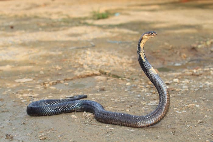 Dream Meaning of Being Chased By A Snake