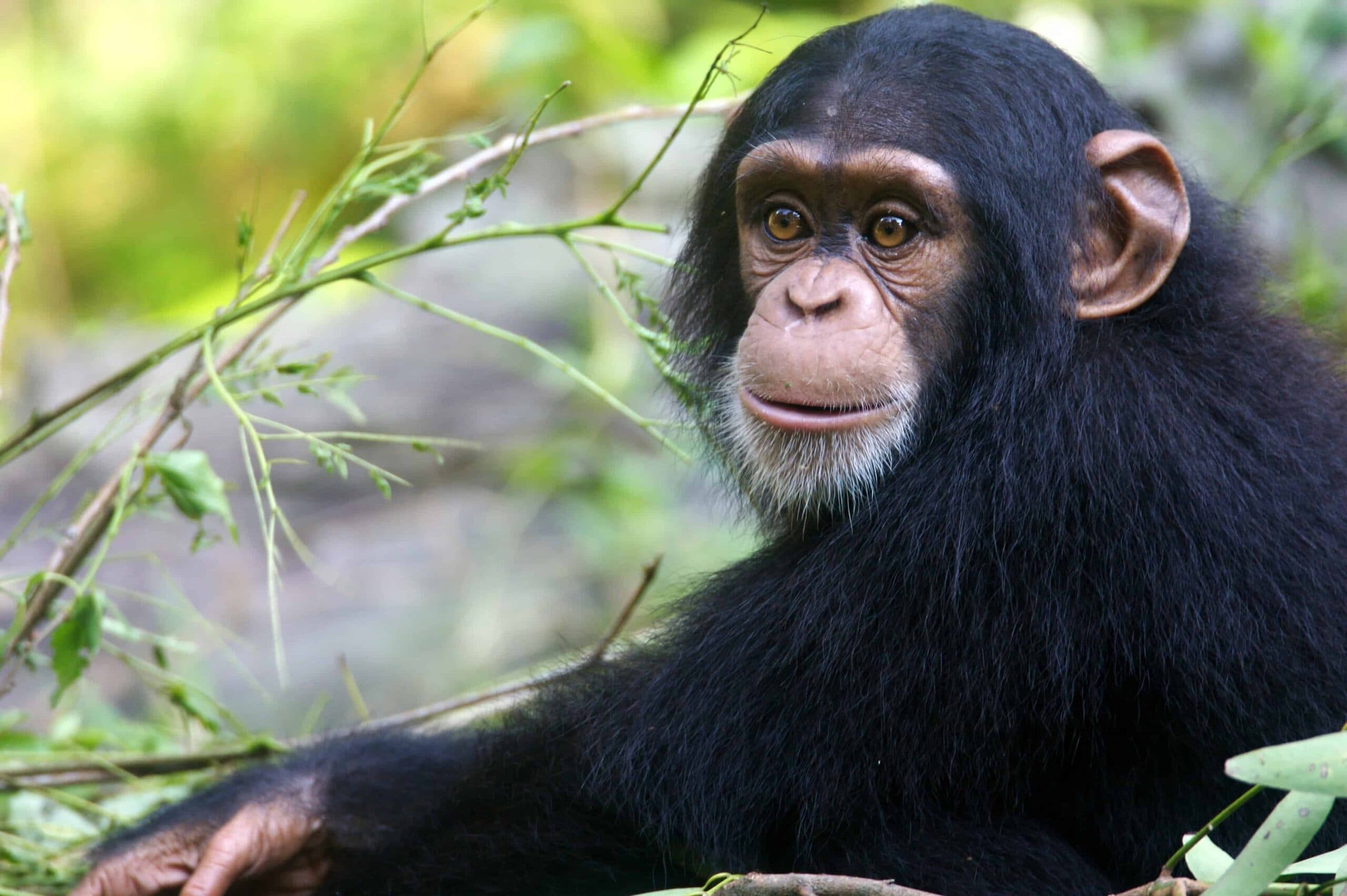 Dream Meaning of Chimpanzee