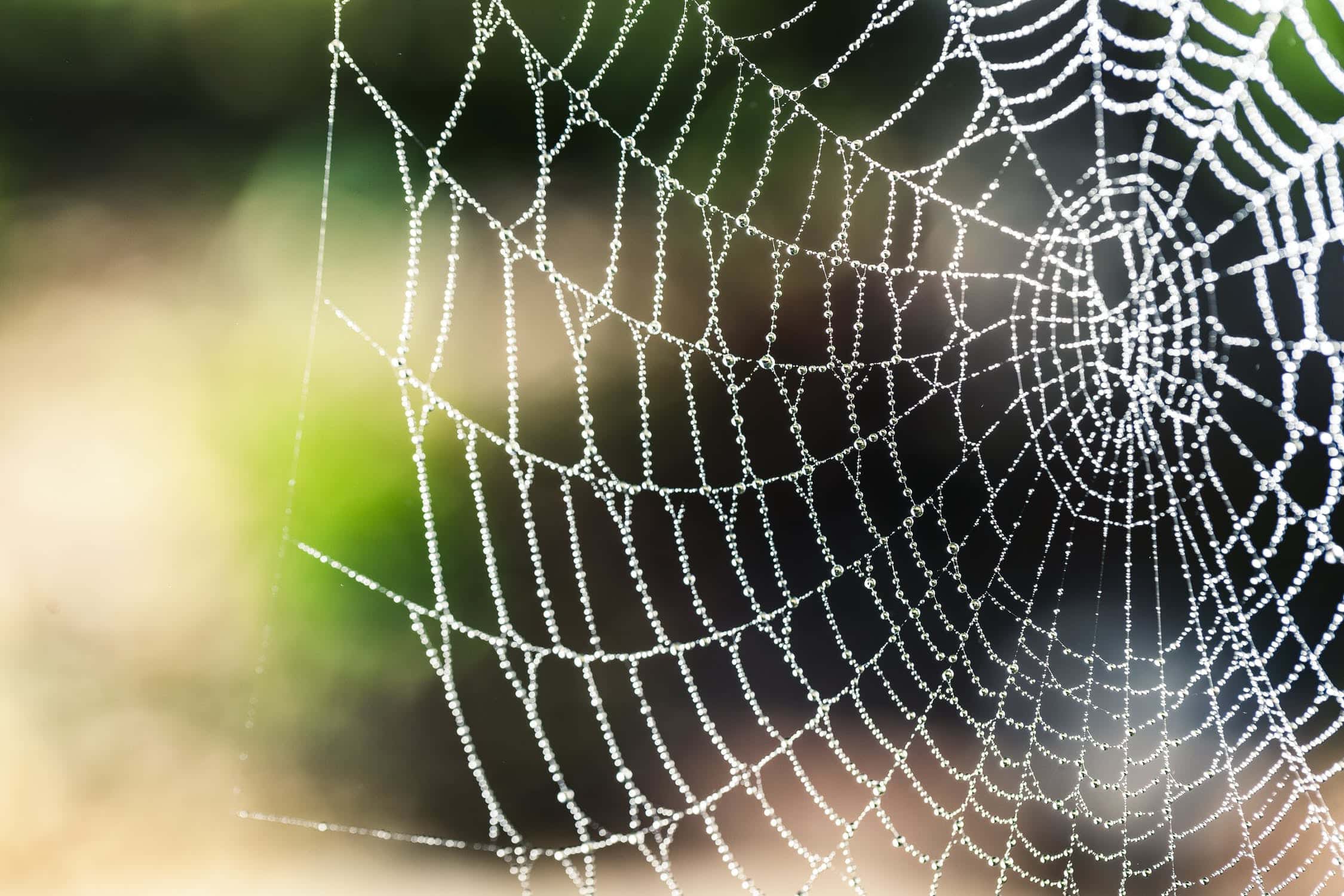 Dream Meaning of Cobwebs