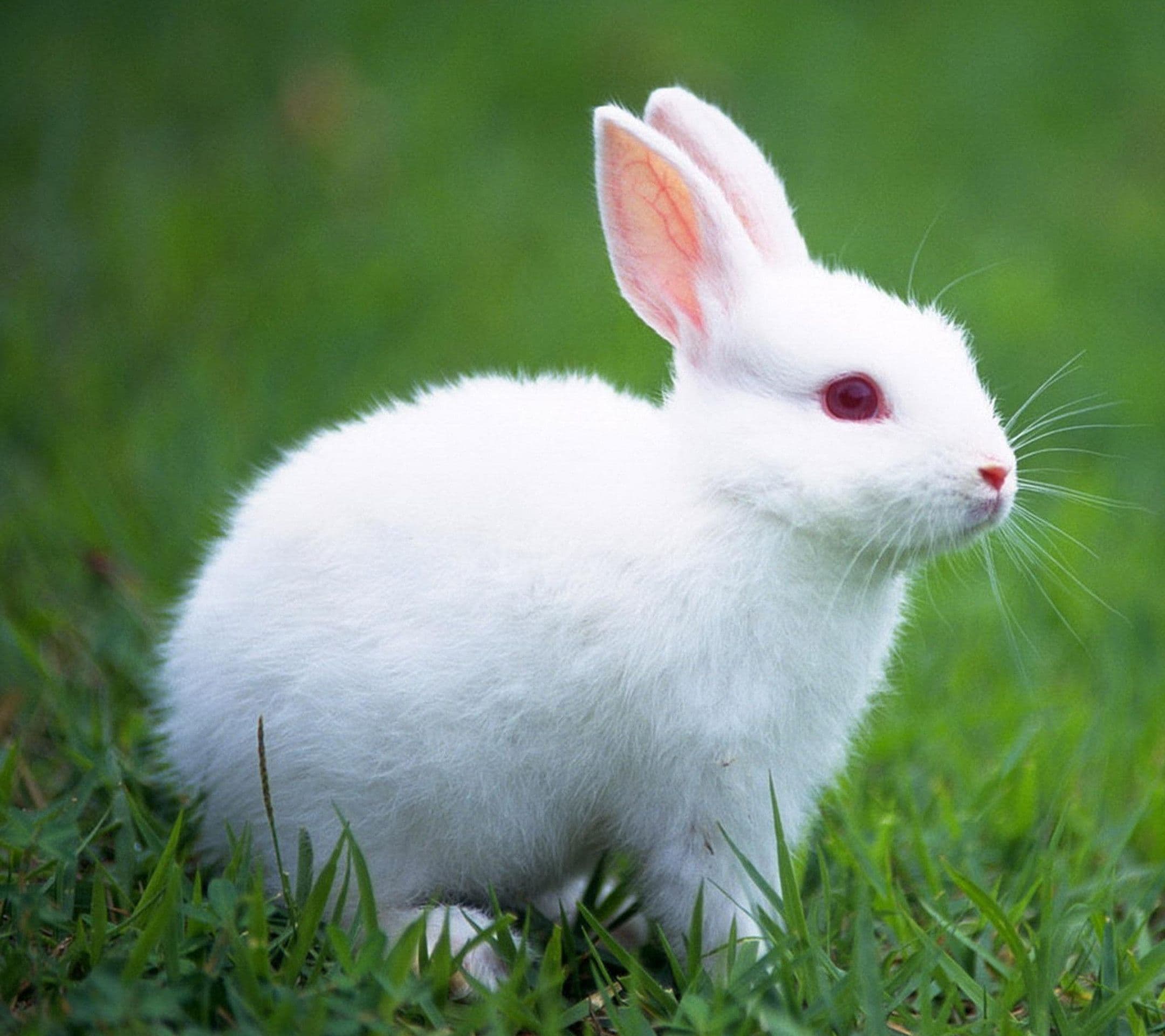 Dream Meaning of Bunny