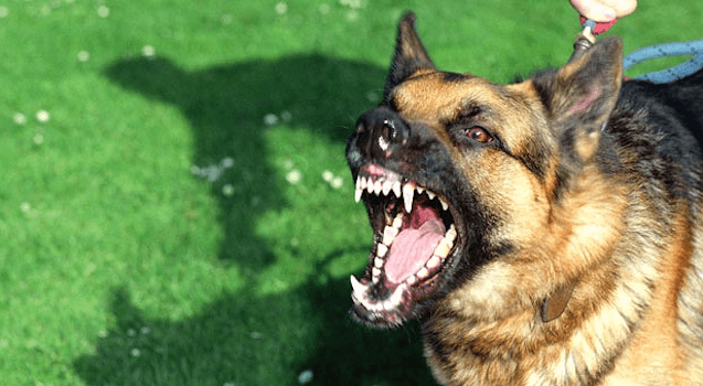 Dream Meaning of A Dog Attacking You