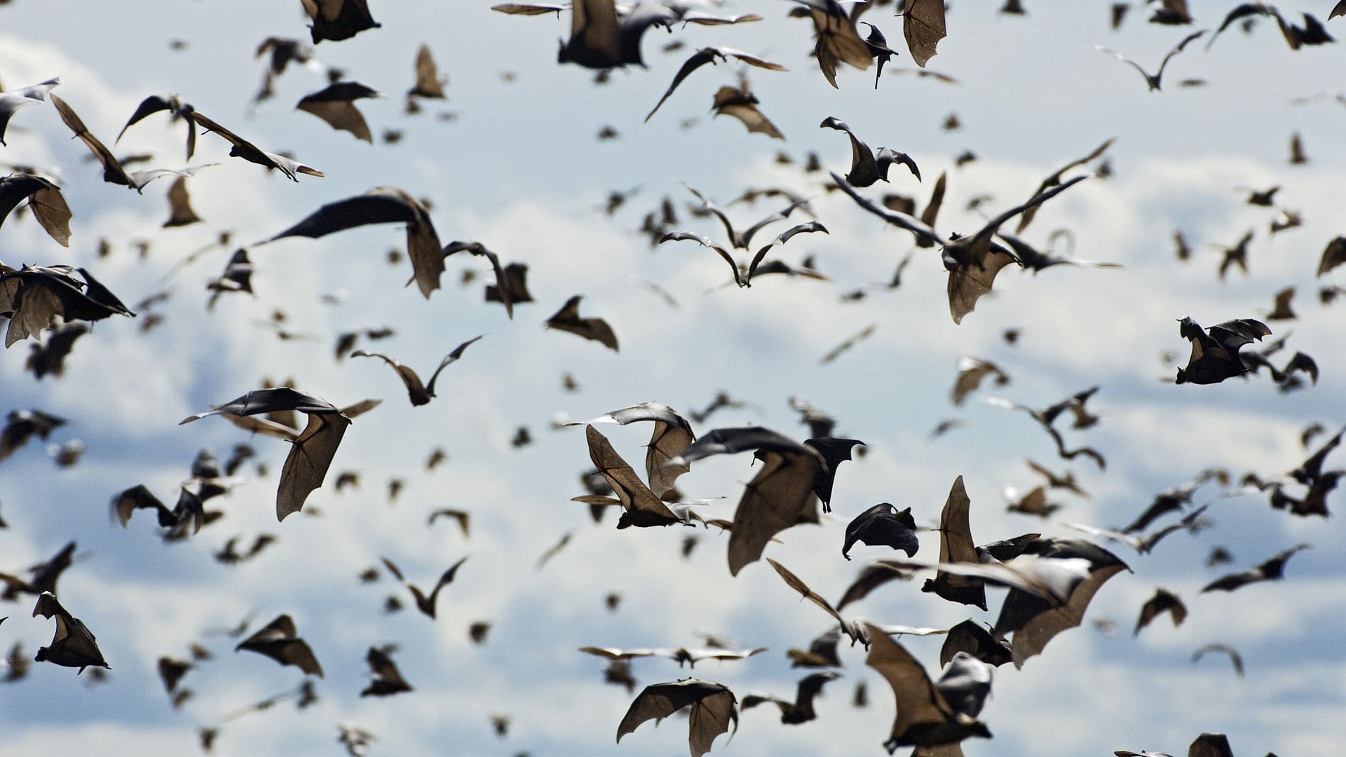 Dream Meaning of Bats Flying