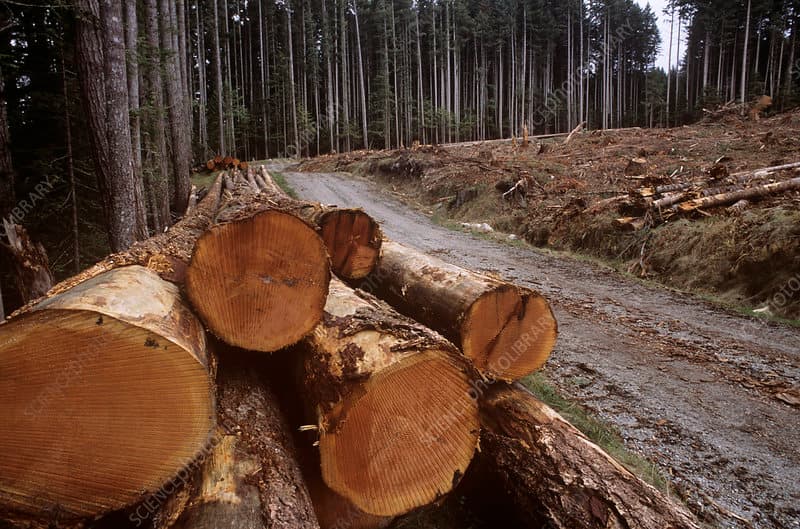 Dream Meaning of A Cleared Woods