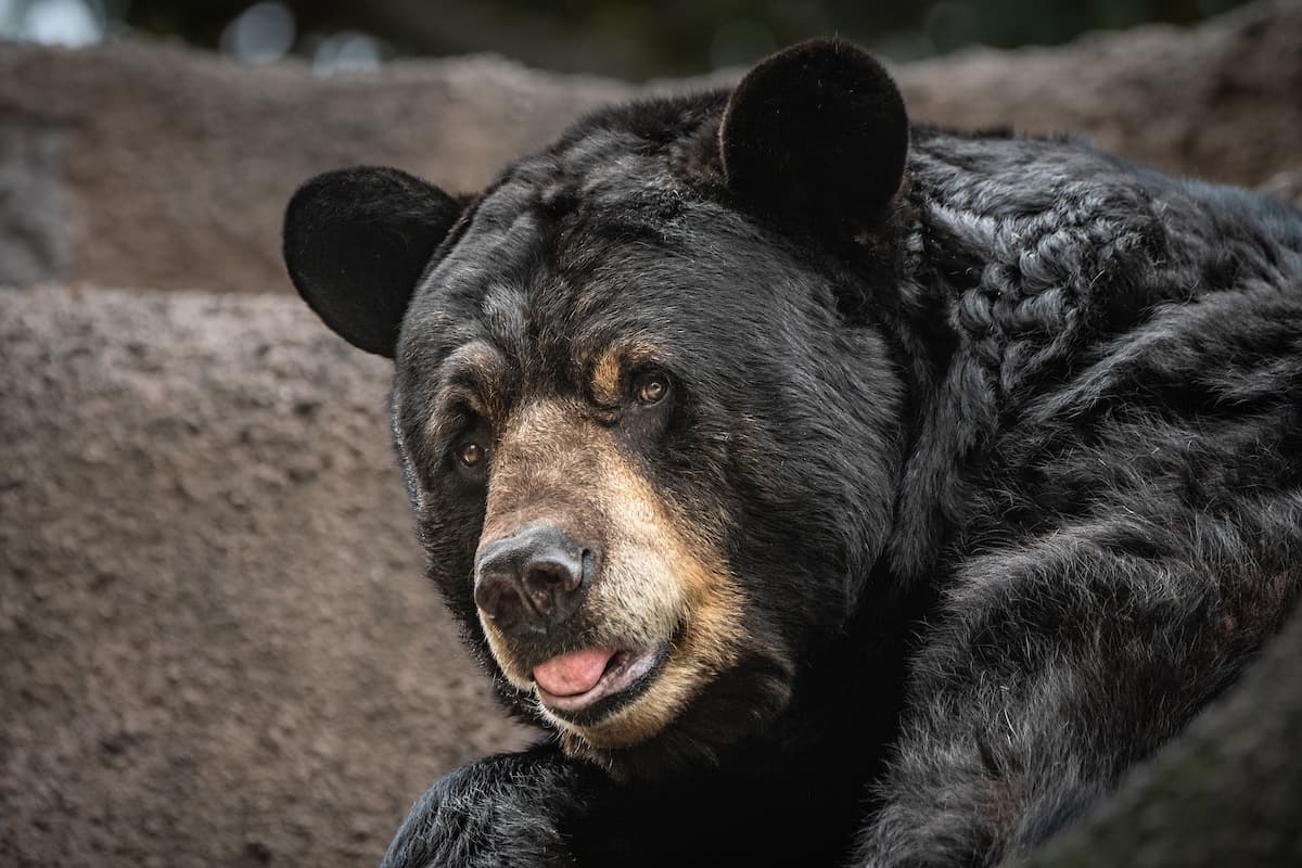 Dream Meaning of Black Polar Bear