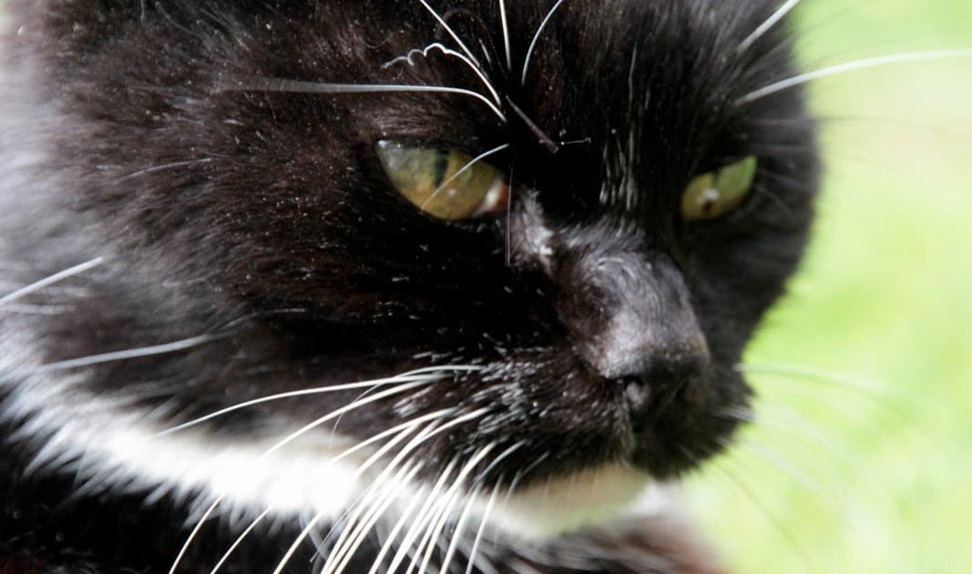 Dream Meaning of A Cat Dying