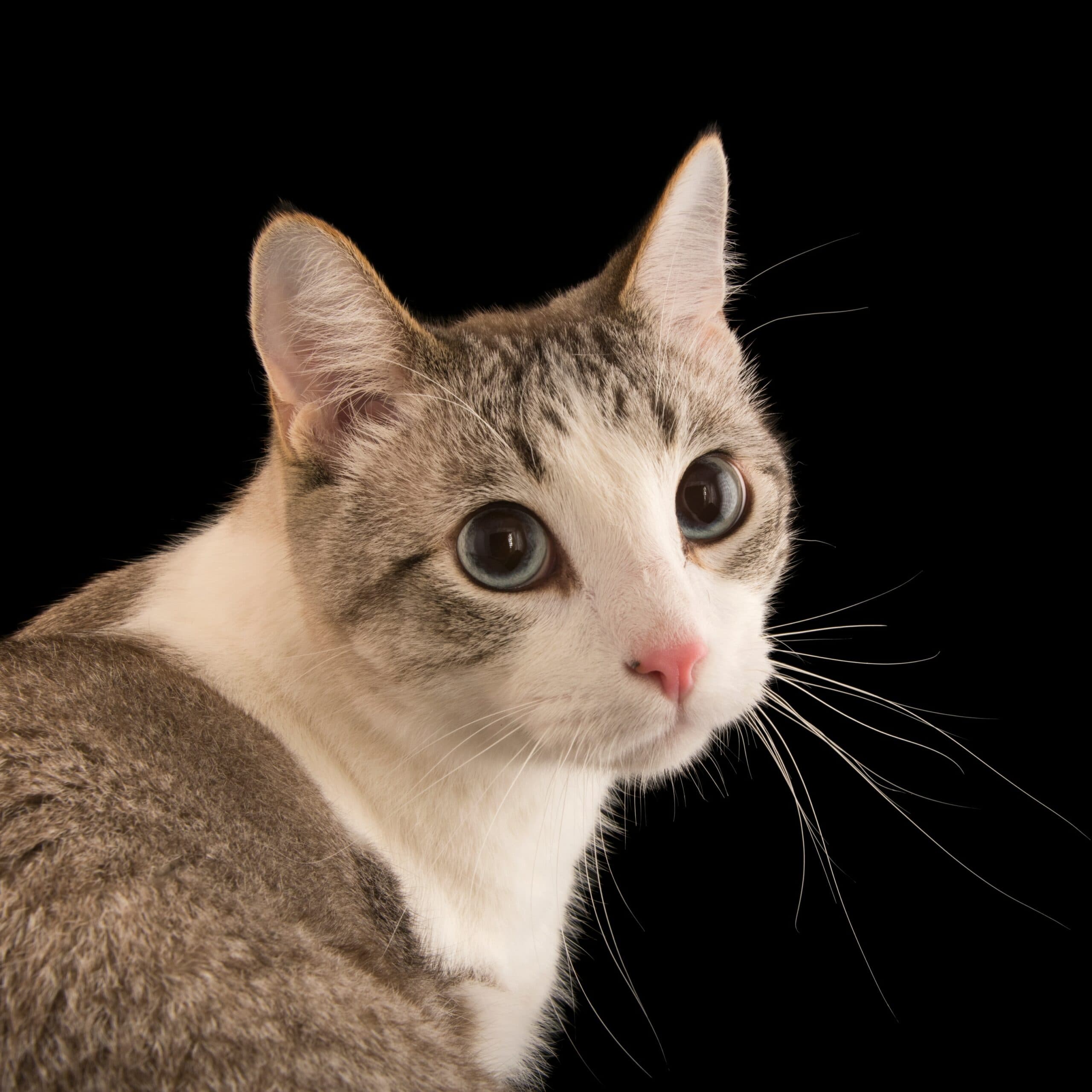 Dream Meaning of Cats