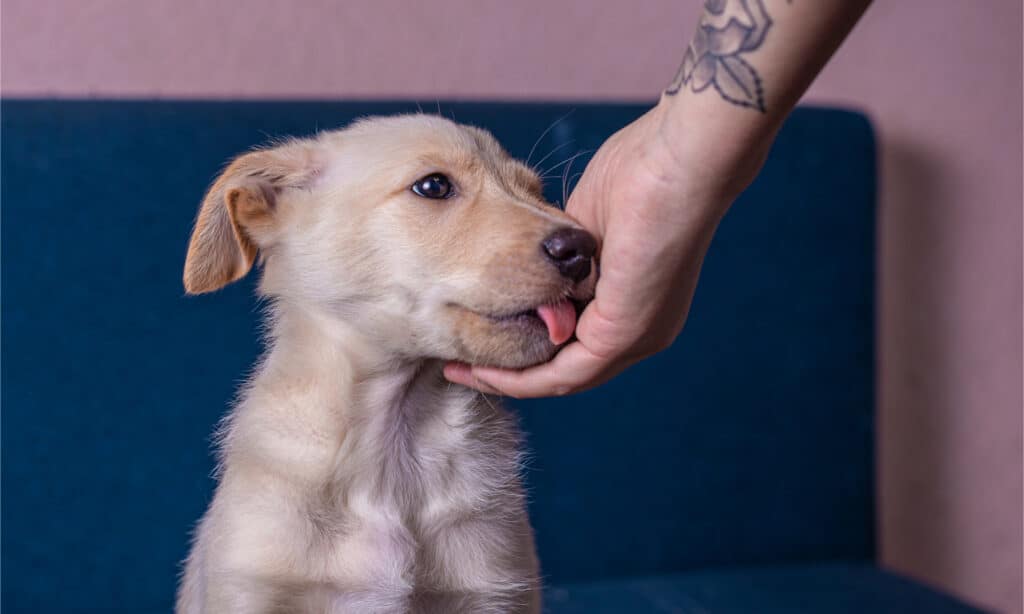 Dream Meaning of Dog Licking My Hand