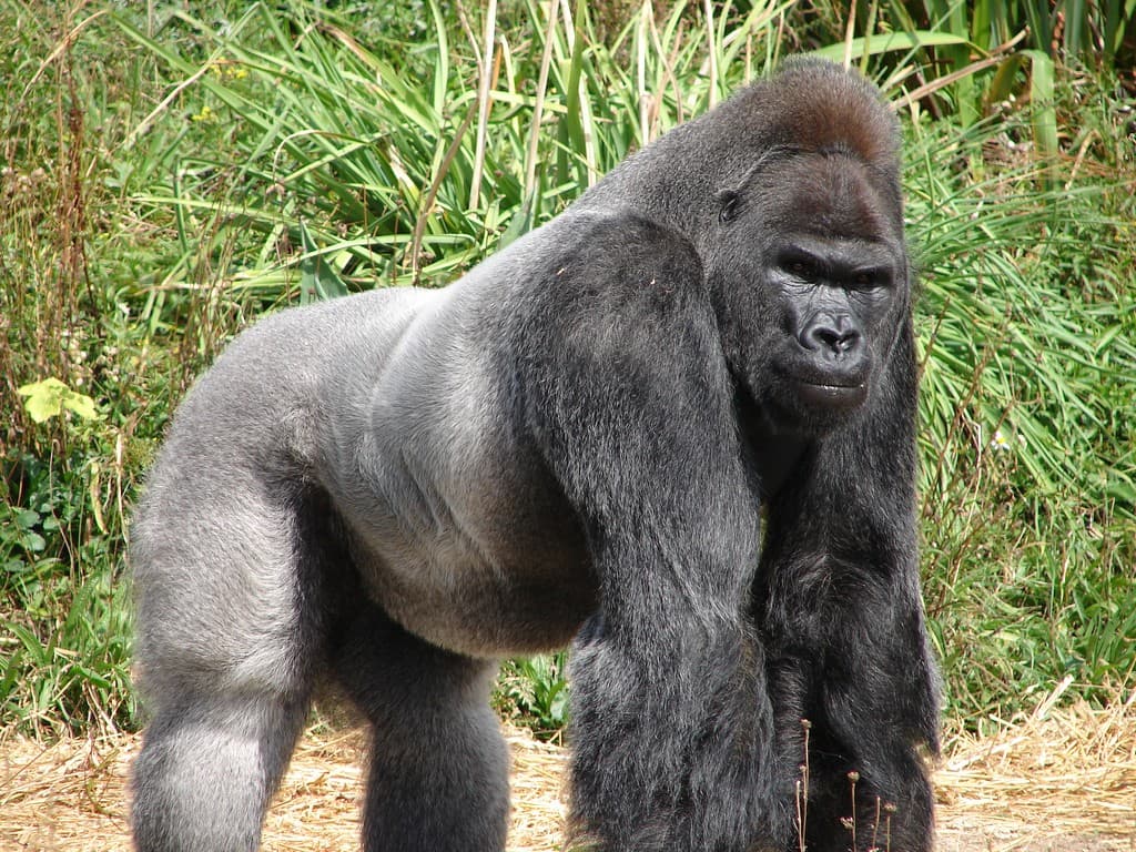 Dream Meaning of A Gorilla
