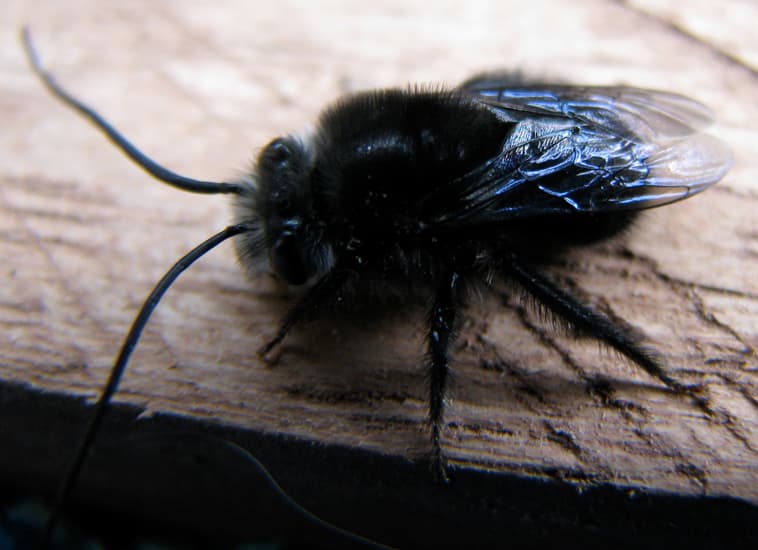 Dream Meaning of A Fly