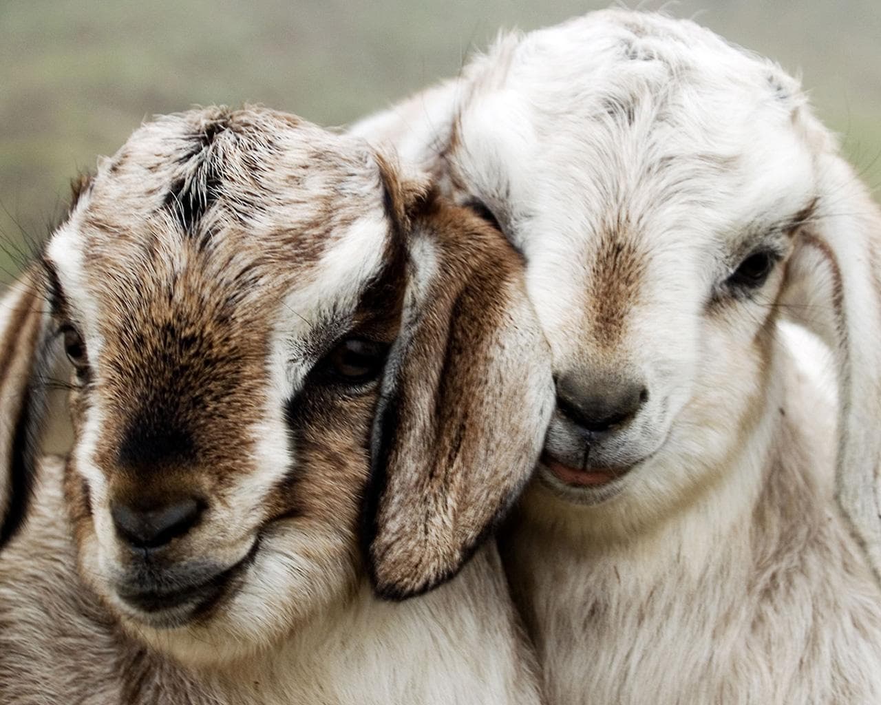 Dream Meaning of Baby Goats
