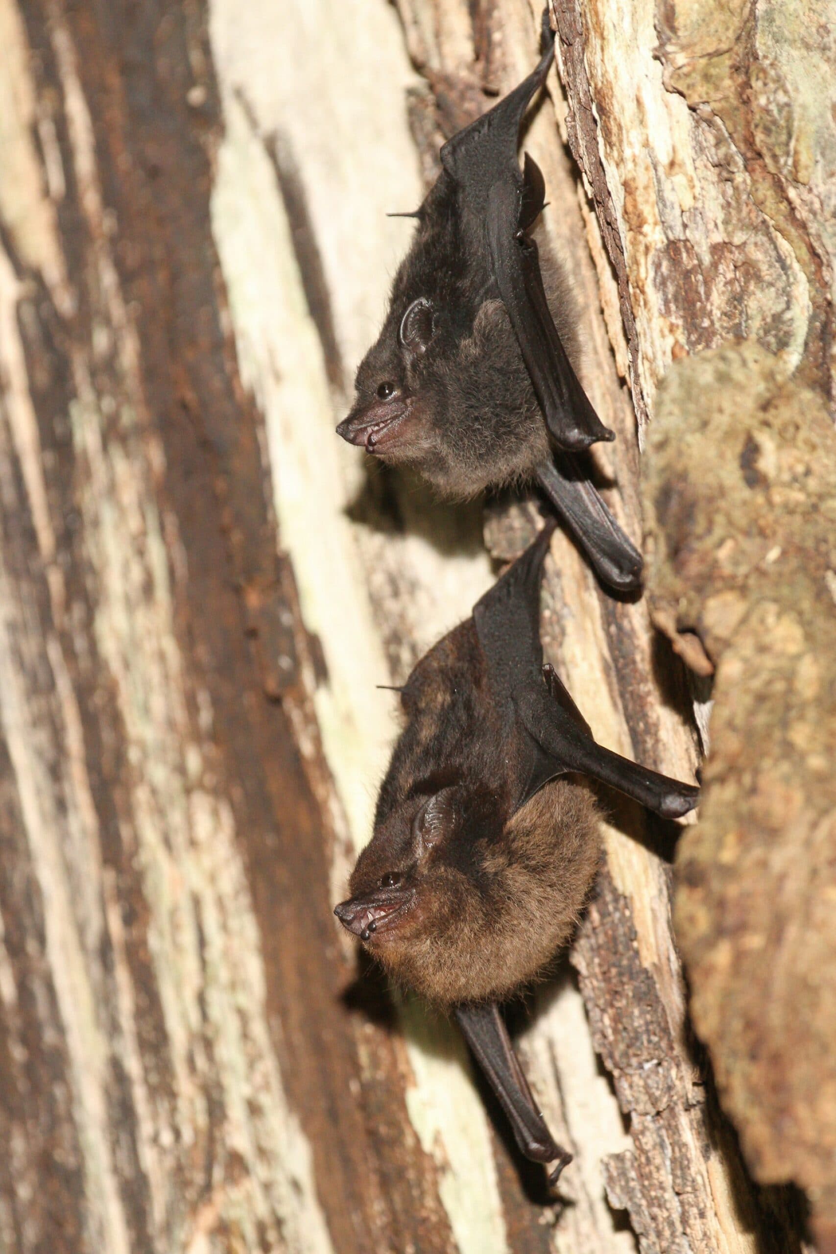 Dream Meaning of A Bat Nibbling