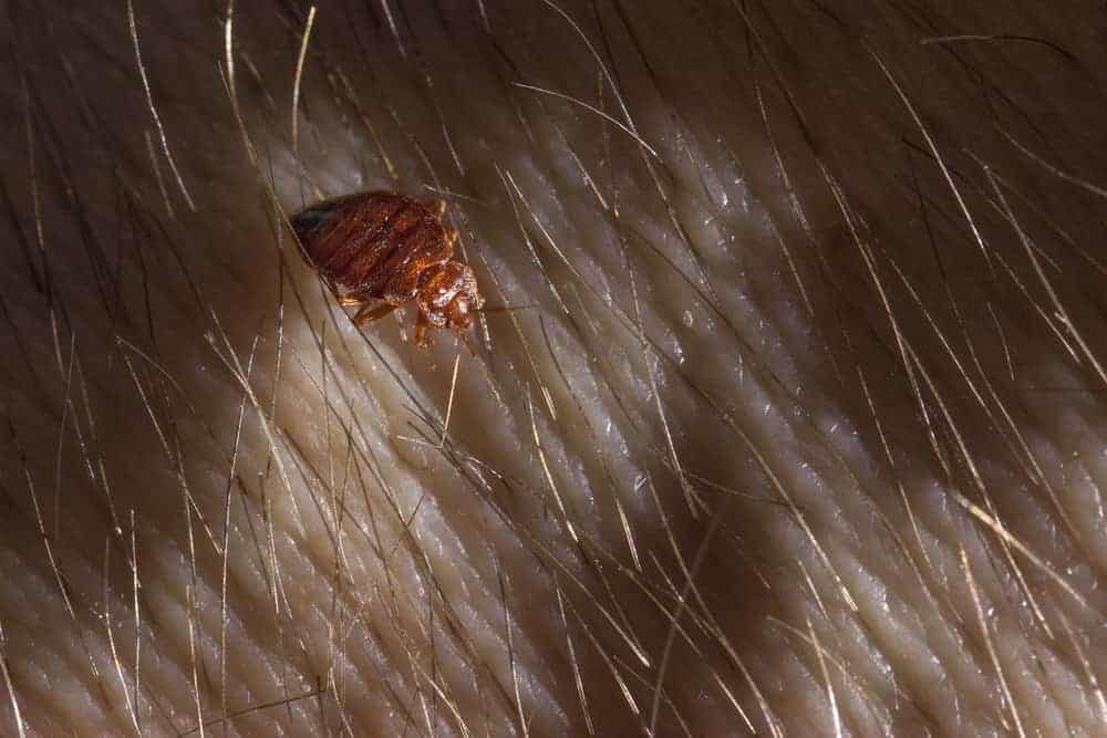Dream Meaning of Bugs In Your Hair