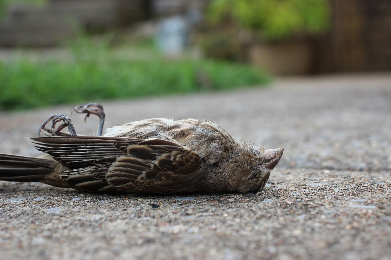 Dream Meaning of Dead Birds