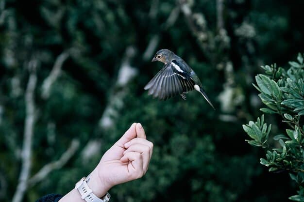 Dream Meaning of A Bird Landing On Your Hand