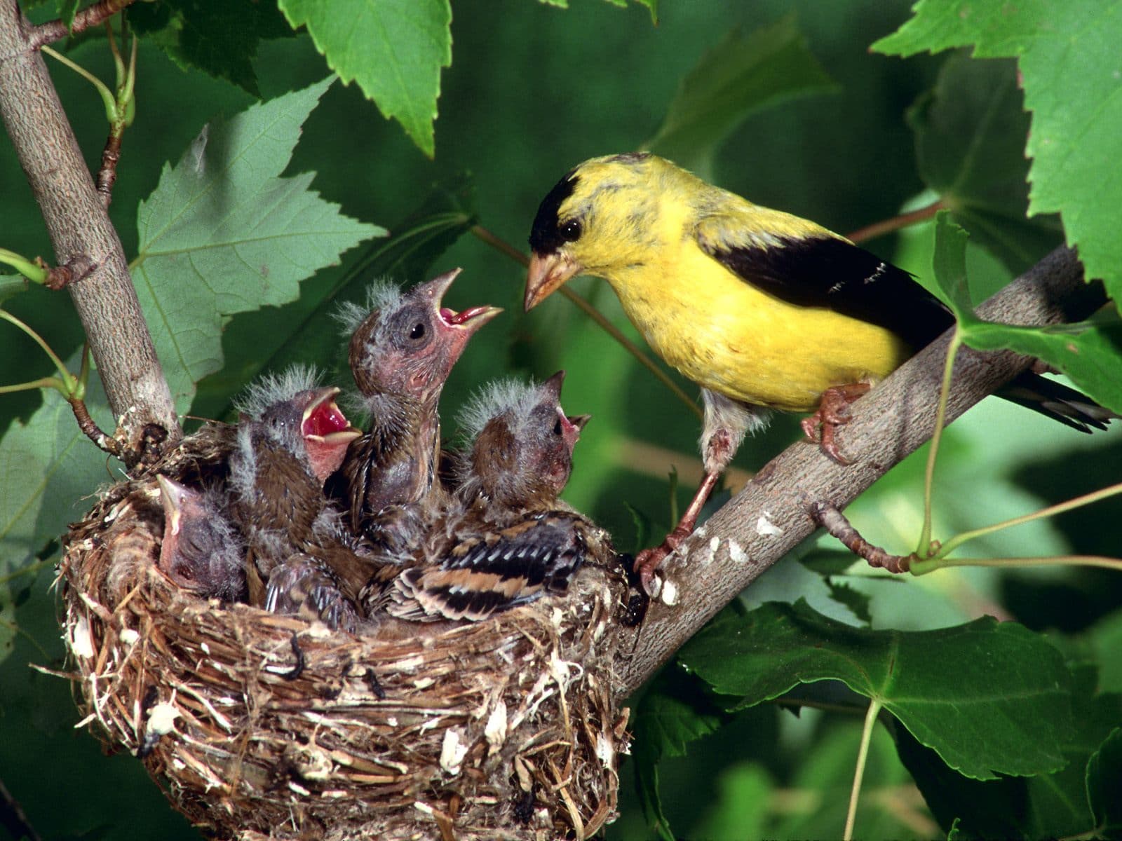 Dream Meaning of Bird
