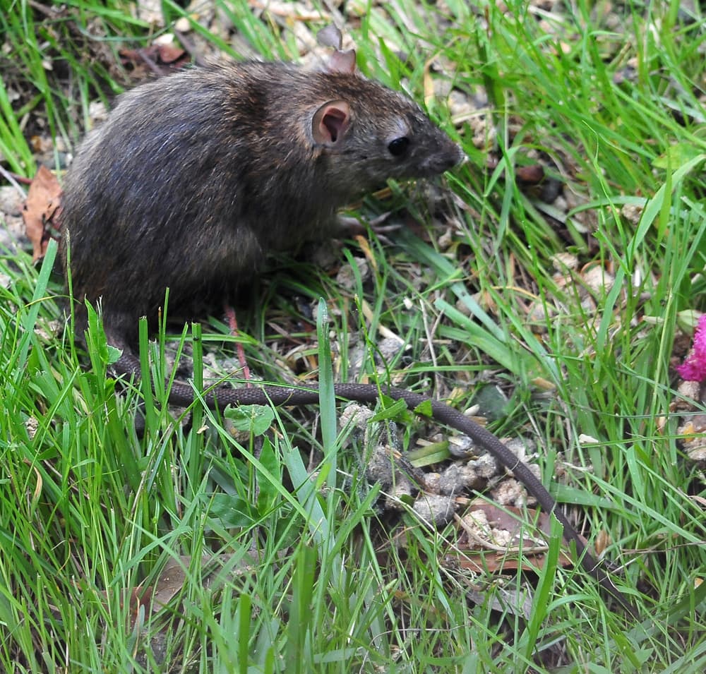 Dream Meaning of A Black Rat