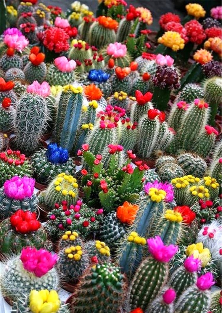 Dream Meaning of Cactus