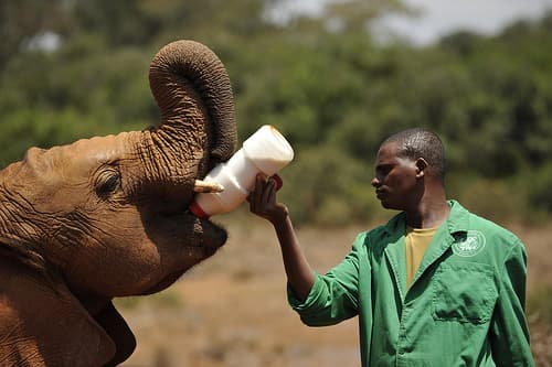 Dream Meaning of Caring For A Baby Elephant
