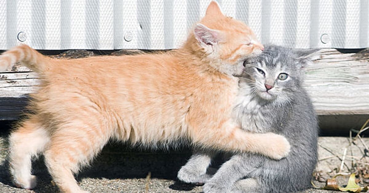 Dream Meaning of A Cat Biting You