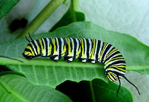 Dream Meaning of A Catepillar