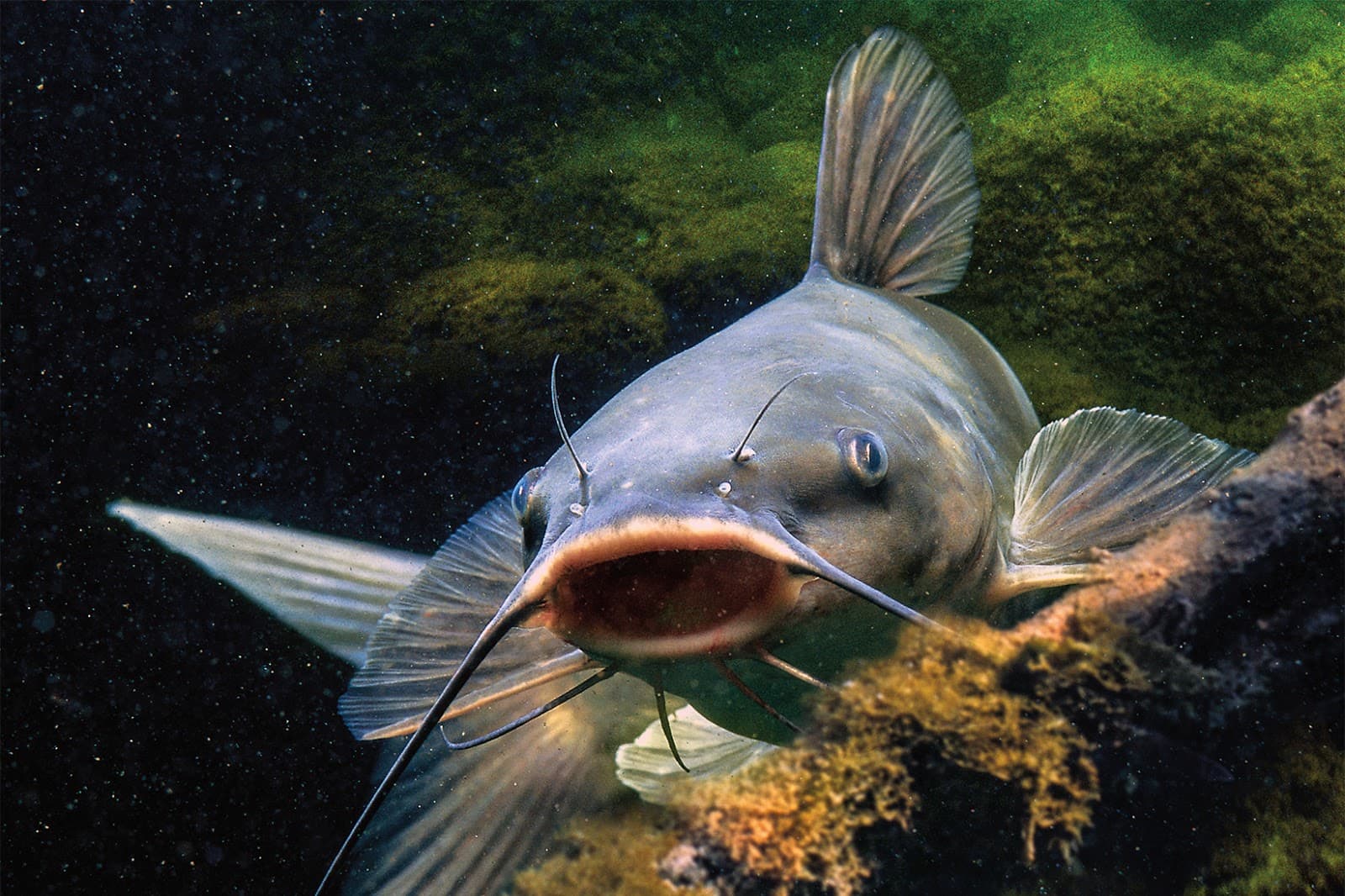 Dream Meaning of Catfish