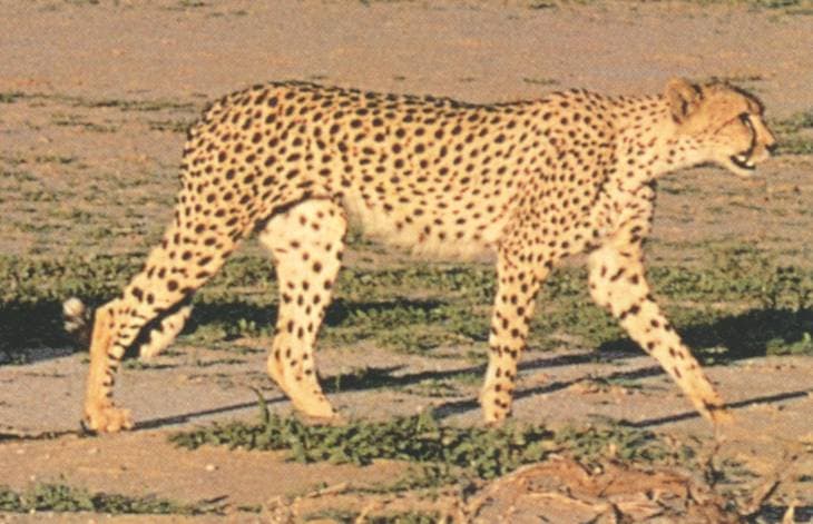 Dream Meaning of Being A Cheetah